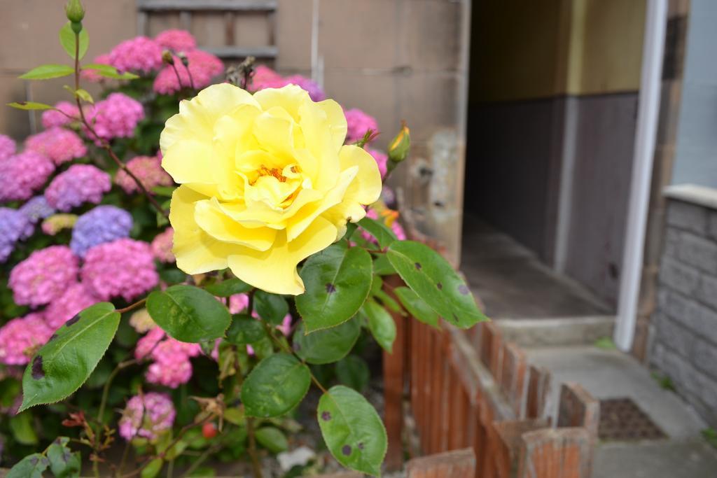 Pitt Street Apartment Beautiful Spacious Apartment Free Parking And Free Sanitizer Edinburgh Eksteriør billede